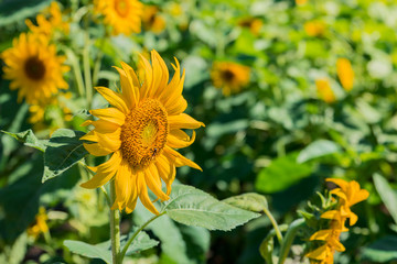 Close up view of Helianthus annuus L. or Sunflower blossom with sunlight. During the daytime in the garden.