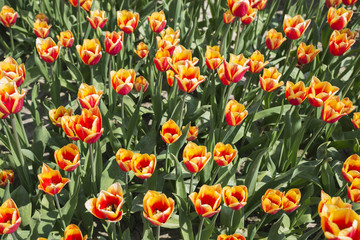 field of red and yellow tulips in holland
