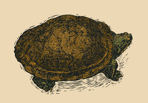 Turtle. Engraving Style. Vector Illustration.