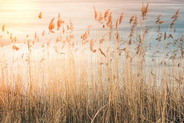 Thickets of high dried grass at sunset and sunshine, in the background the lake is covered with ice - obrazy, fototapety, plakaty