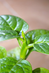 Edible vine, shiny foliage of malabar spinach