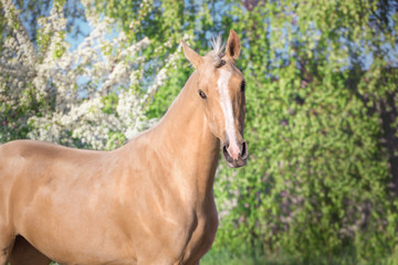 Obraz na płótnie Canvas Portrait of palomino horse on spring blossom trees background