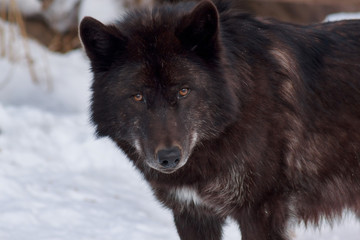Le loup canadien noir regarde la caméra. Animaux dans la faune.