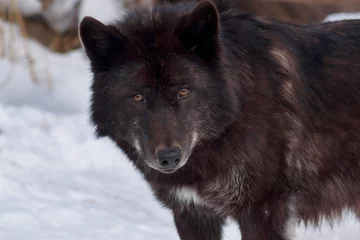 Papier Peint photo Loup Le loup canadien noir regarde la caméra. Animaux dans la faune.