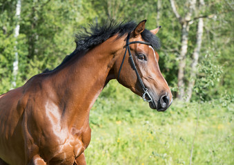 portrait of young  sportive stallion in motion