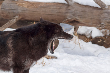 Wild black canadian wolf is yawning in the winter forest.