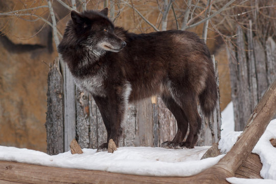 Wild black canadian wolf is looking for his new victim. Animals in wildlife.