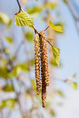 Branch of poplar tree with young catkins and green leaves. Natural allergen.