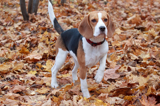 Young beagle is standing on the autumn foliage.