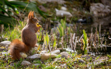 Rotes Eichhörnchen frisst am Teich 