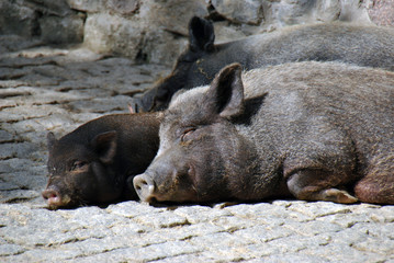 Pig mother and her young piglet sleeping in the sun