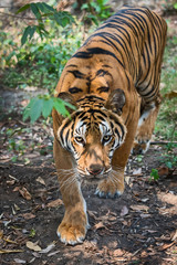 Obraz premium Close up tiger.