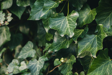 Green Leaves Fresh Spring Garden Life