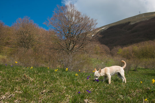 Piccolo cagnolino bianco annusa un fiore di montagna