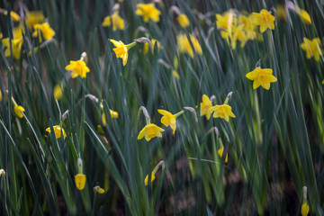 Fototapeta premium Keukenhof