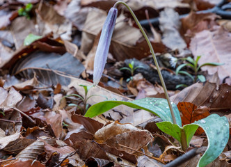 Single blue flower in the forest