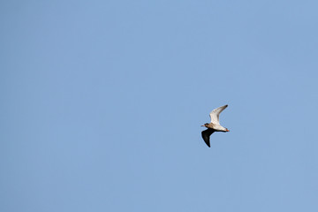 Flying ruff (Calidris pugnax) against clear blue sky