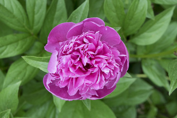 Blooming Peony