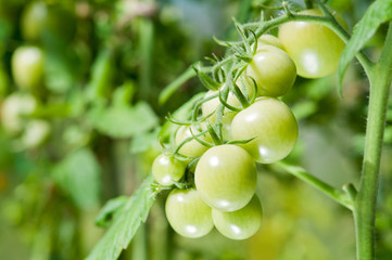 Green cherry tomatoes on a branch.