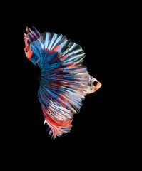 Obraz na płótnie Canvas macro the beautiful small siam betta fish with black isolate background