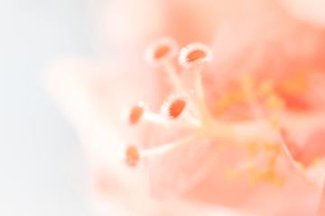 Fototapeta na wymiar Macro the pastel orange pollen flower with petals