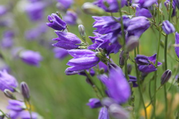 Fleur  violette