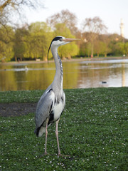 Naklejka premium Grey heron. Ardea cinerea