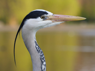 Grey heron. Ardea cinerea