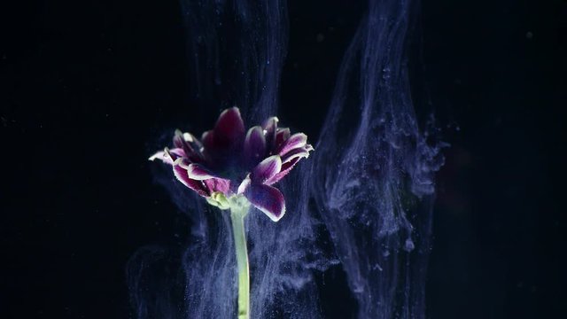 Ink in water with a flower. Multicolored ink beautifully falls on the flowers immersed in water