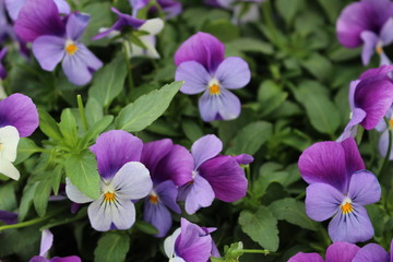 Purple and Lavender Violet Flower Blooms