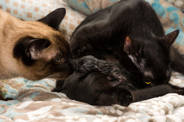 Two siamese cats and kitten