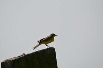 Bergeronnette printanière (Motacilla flava)