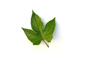 isolated gac fruit leaf