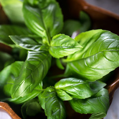 Fresh basil on a dark background.