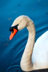 Photo sur Plexiglas Cygne close up portrait of white swan on the water lake