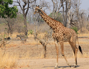 Walking Giraffe