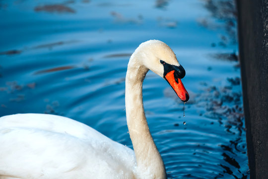 close up portrait of white swan on the water lake
