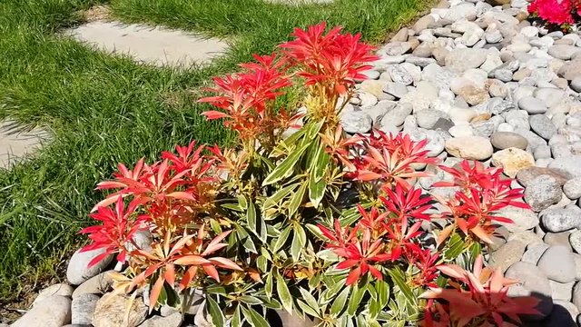 pieris rouge japonica,plante de massif