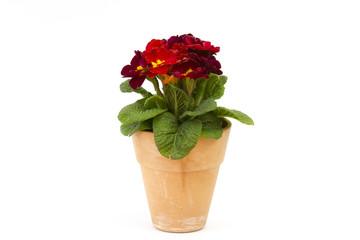 Blossoming red primrose in a flower pot