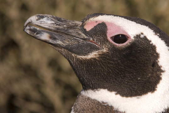 Magellanic Penguin (Spheniscus magellanicus) in Patagonia..