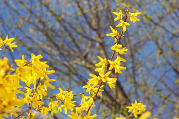 Fototapeta na wymiar Blossom trees. Yellow Trees. Background