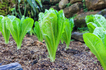 Romain or cos lettuce plant in organic garden