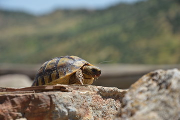 Obraz premium tortue