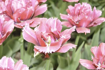 Foto op Canvas flowers tulips © Oleg