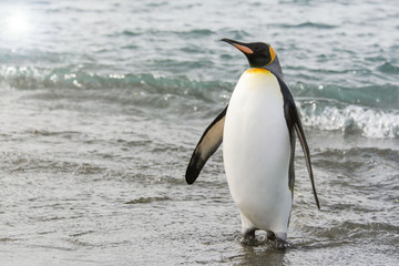 Naklejka na ściany i meble King penguin going from sea