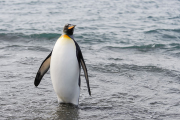 Obraz premium King penguin going from sea