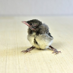 Nestling baby Blue Jay bird © Ennira