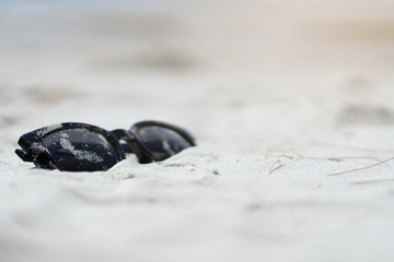 Sunglasses in white sand beach at the sea.  Beautiful and fashion concept.