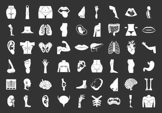 Human body icon set vector white isolated on grey background 