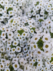 Background small white flowers macro